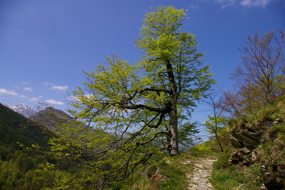 Chemin...