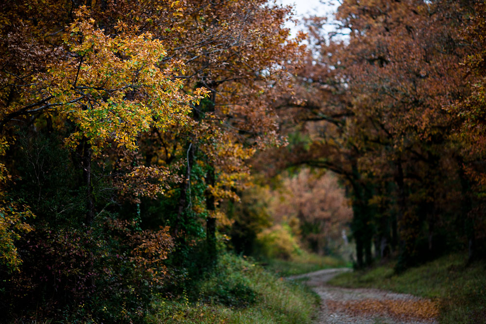 Chemin automnal