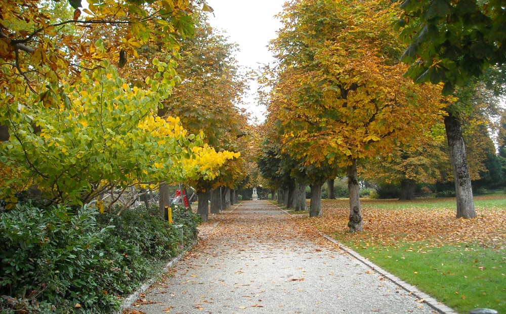 Chemin bordé d'arbres