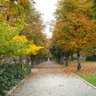 Chemin bordé d'arbres