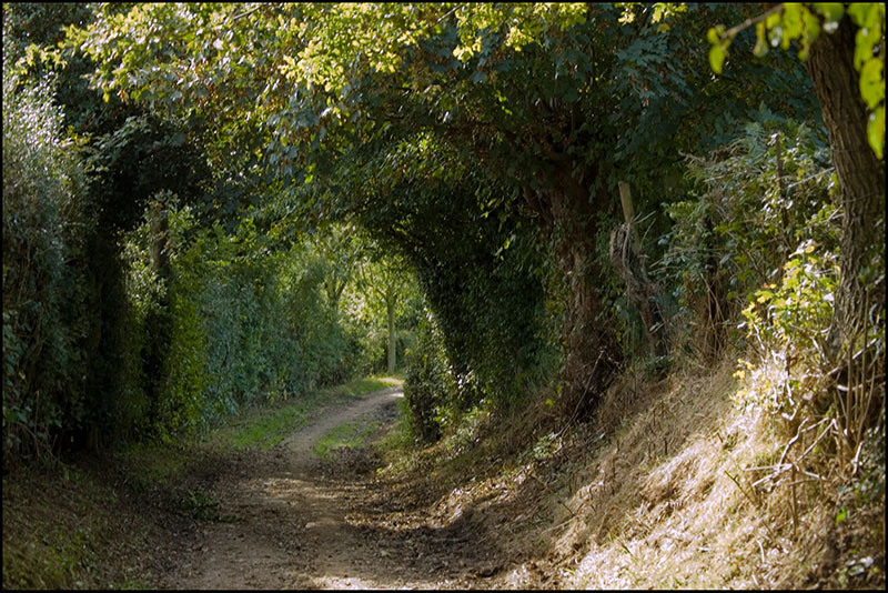 Chemin creux