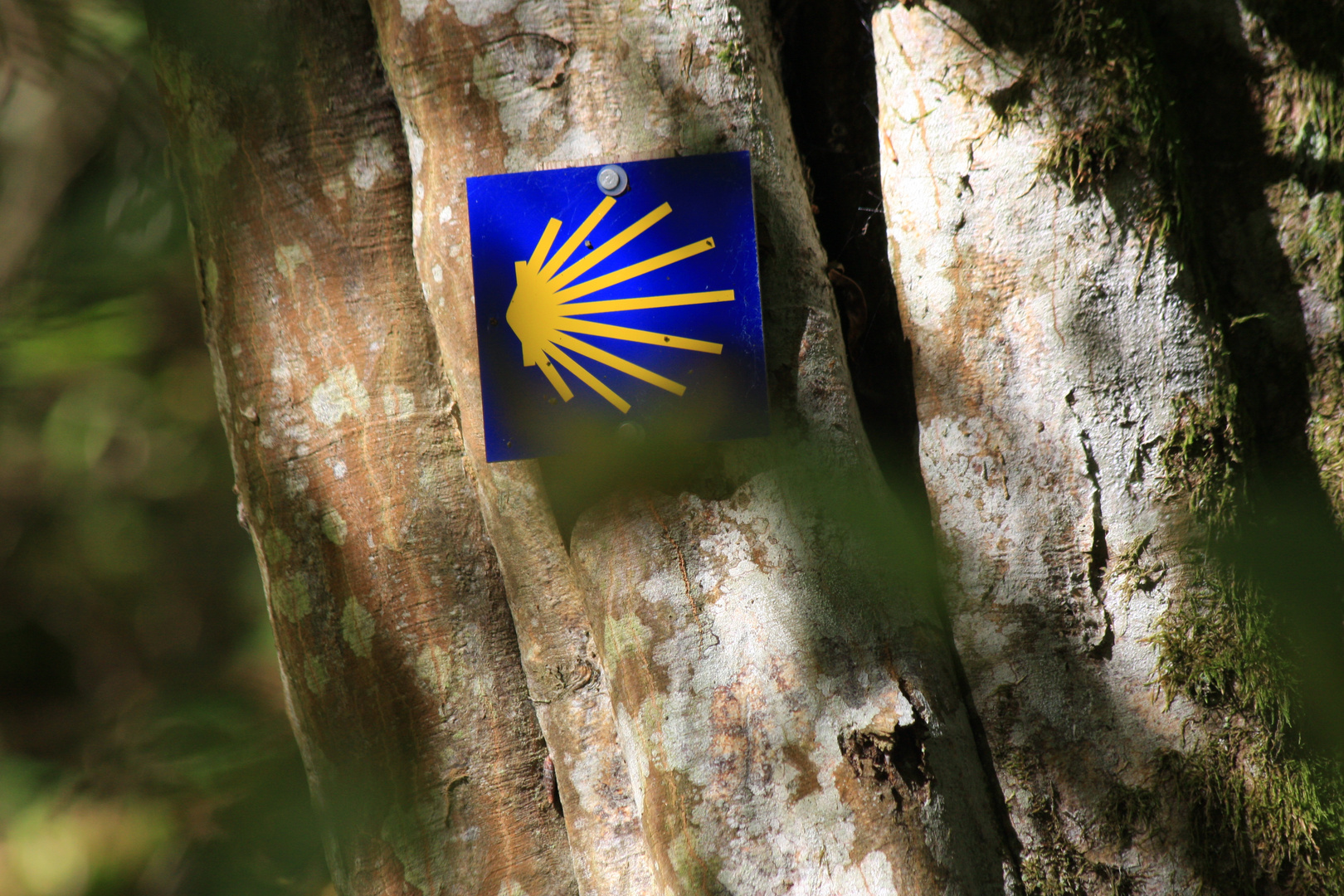 Chemin dans la forêt; Jakobsweg bei Beuron