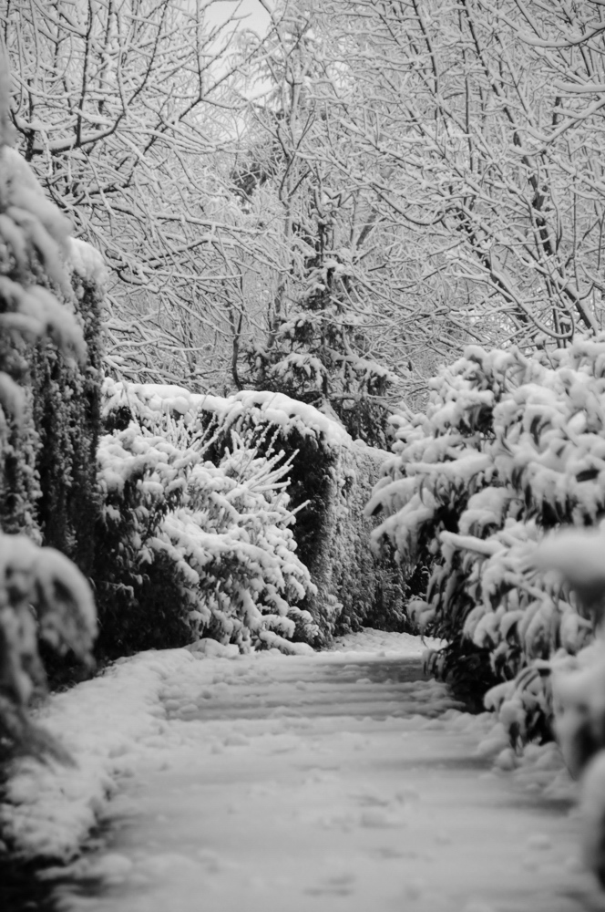 Chemin dans la neige