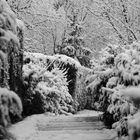 Chemin dans la neige