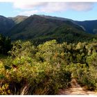 Chemin dans les niaoulis