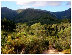 Chemin dans les niaoulis