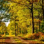 Chemin d'automne 