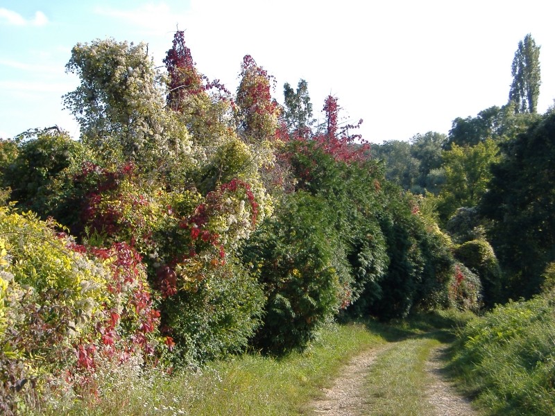 Chemin d'Automne