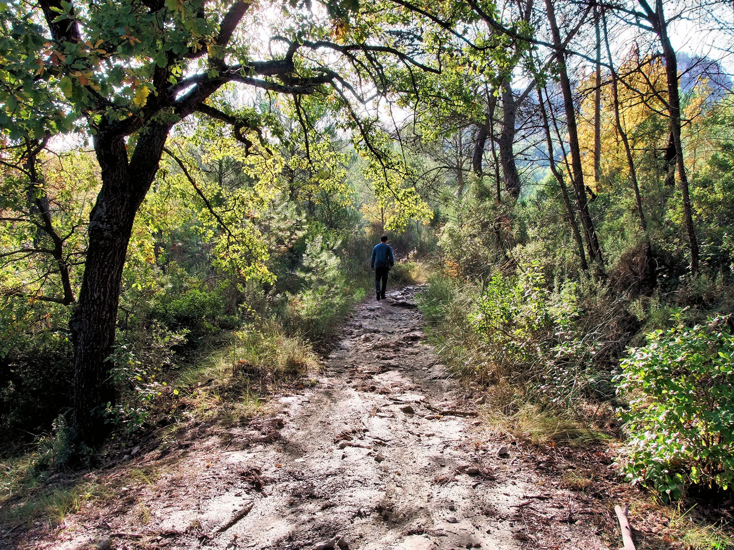 Chemin d'Automne