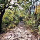 Chemin d'Automne