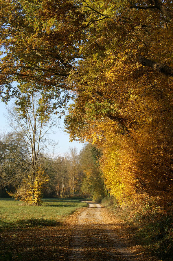 Chemin d'automne