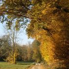 Chemin d'automne