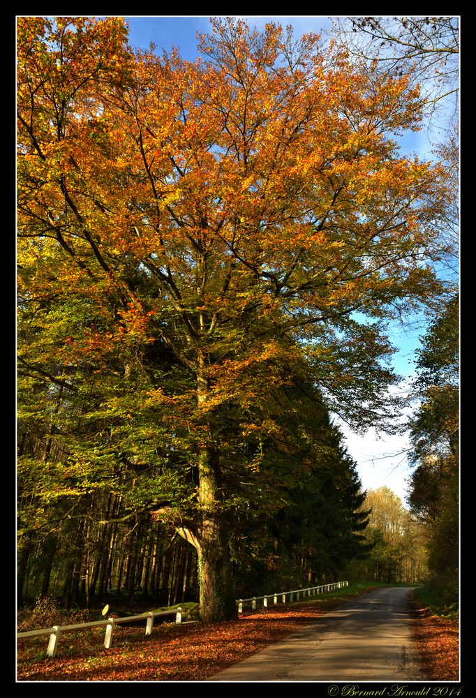 Chemin d'automne