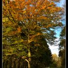 Chemin d'automne