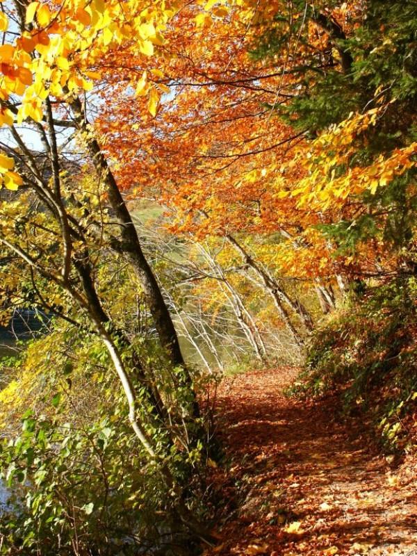 Chemin d'automne