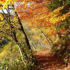 Chemin d'automne