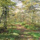 chemin d'automne