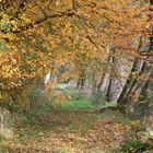 chemin d'automne