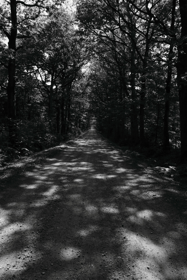 Chemin de bois