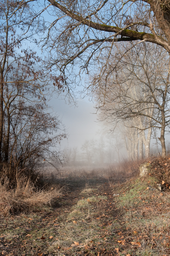 chemin de brume