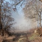 chemin de brume