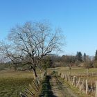 Chemin de campagne