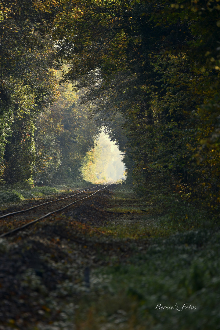 Chemin de fer forestier