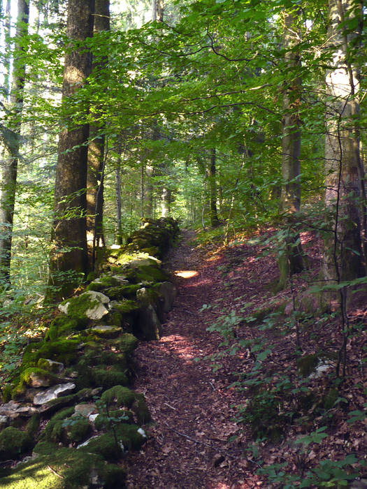 Chemin de forêt