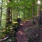 Chemin de forêt