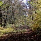 ... chemin de Forêt !!!...