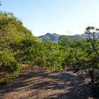 Chemin de la mangrove