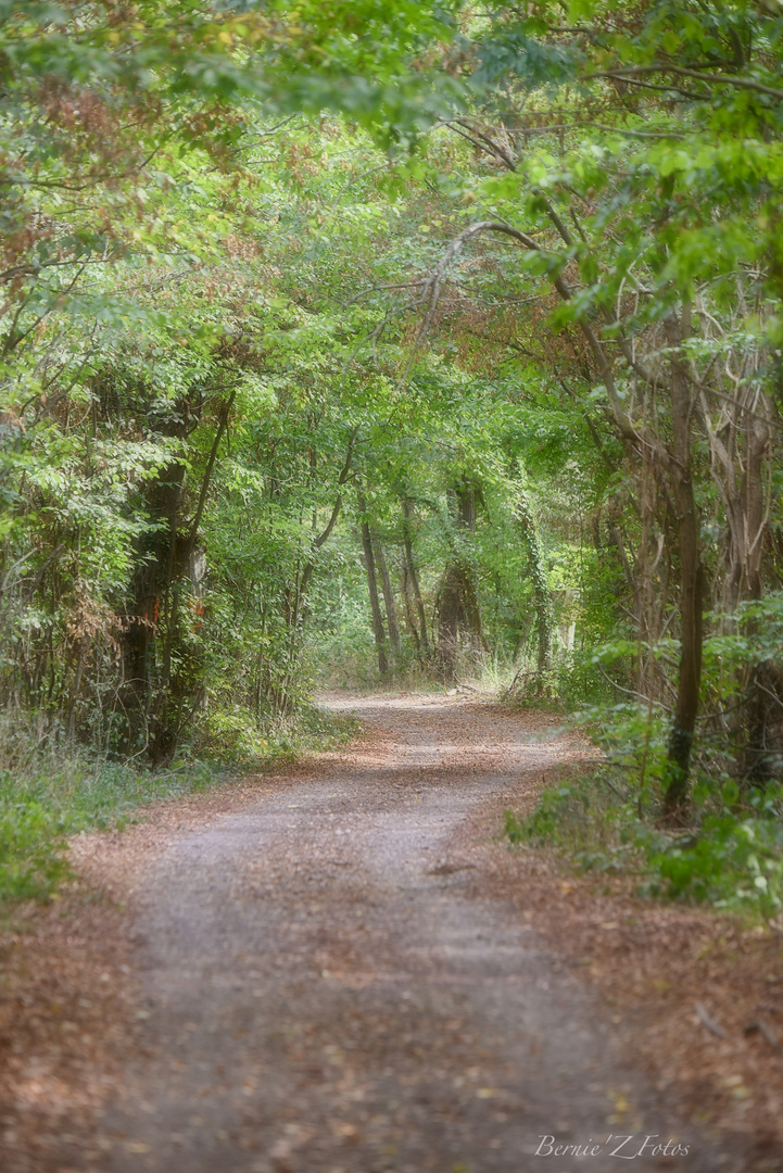 Chemin de lumière