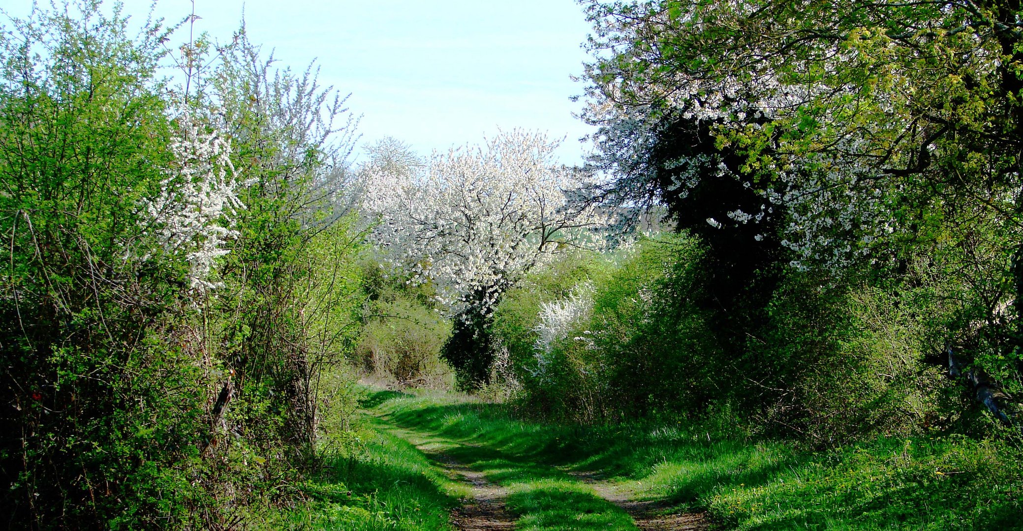 Chemin de printemps