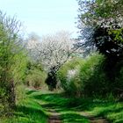 Chemin de printemps