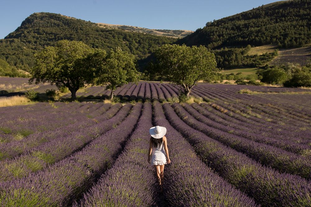 Chemin de senteurs