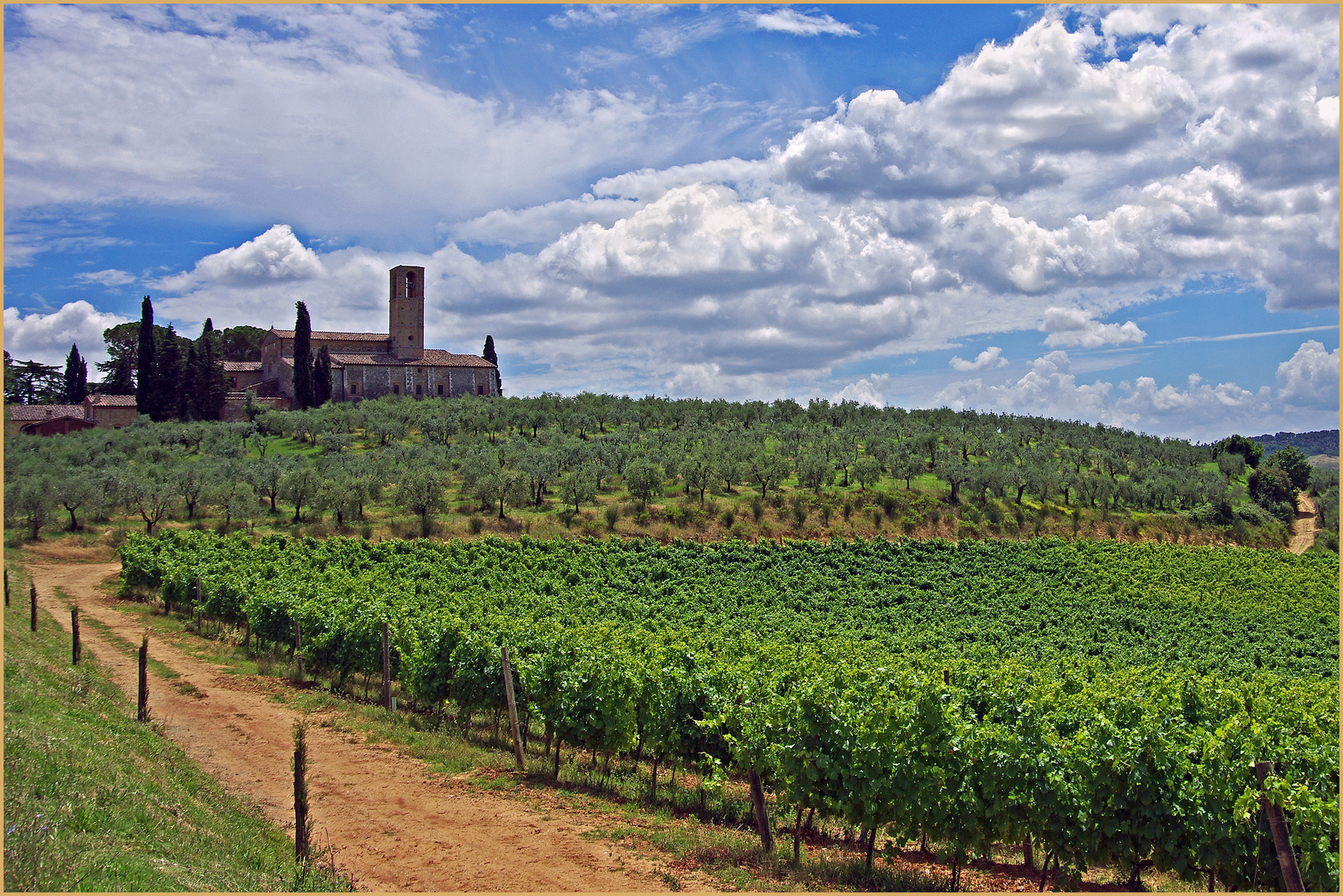 chemin de terre serpentant  entre vignes et oliviers....