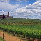 chemin de terre serpentant  entre vignes et oliviers....