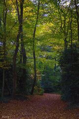 chemin des bois