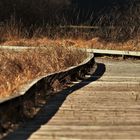 chemin d'une tourbière