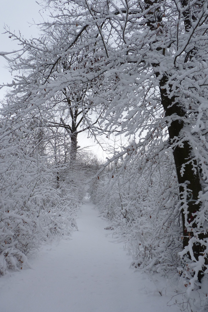 Chemin enneigé