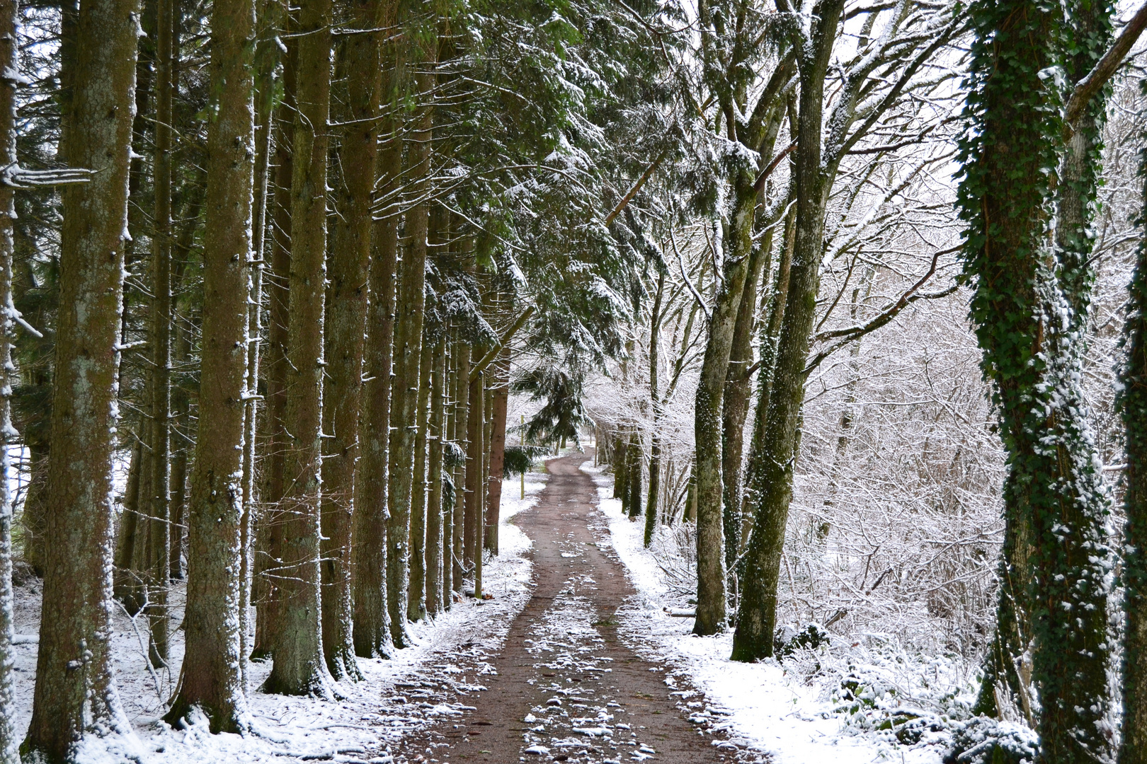 Chemin enneigé