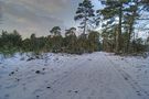 chemin enneigé, forêt de Fontainebleau von ntali 