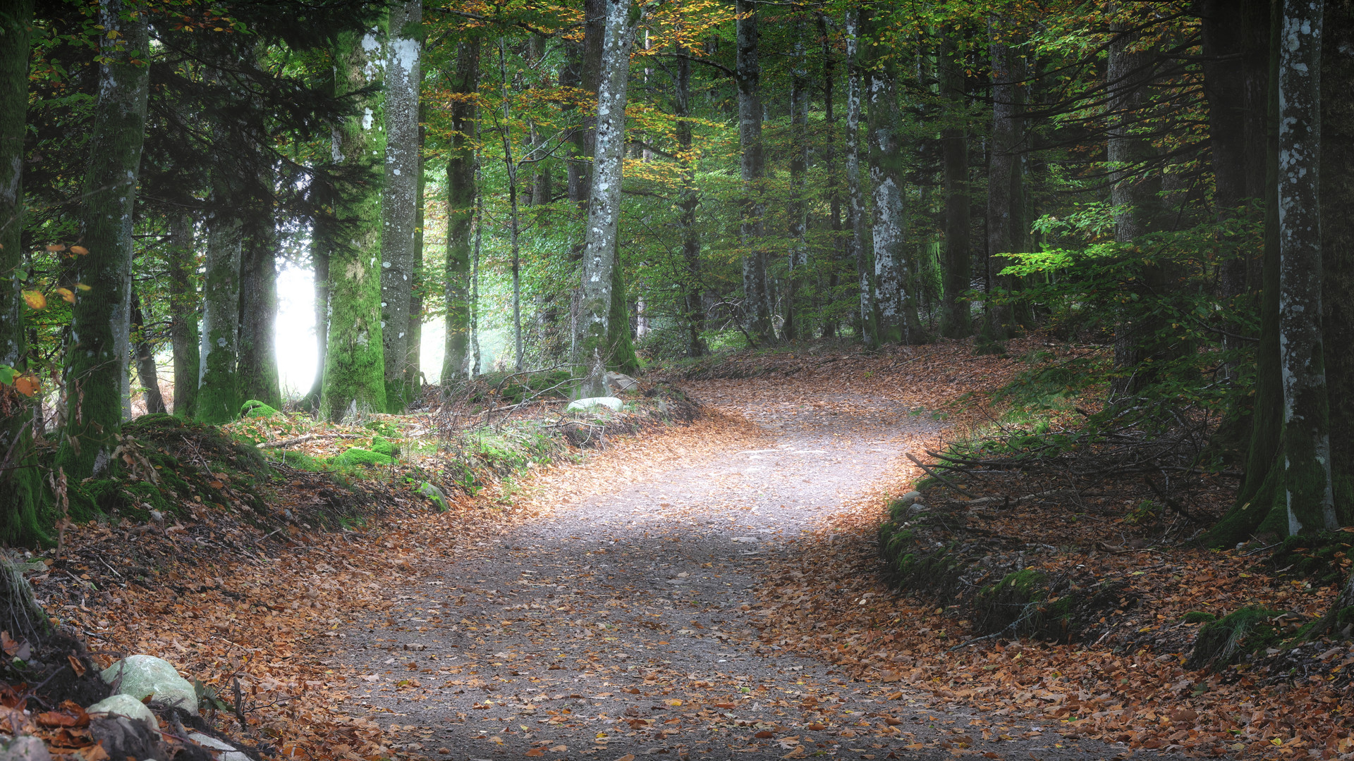 Chemin forestier