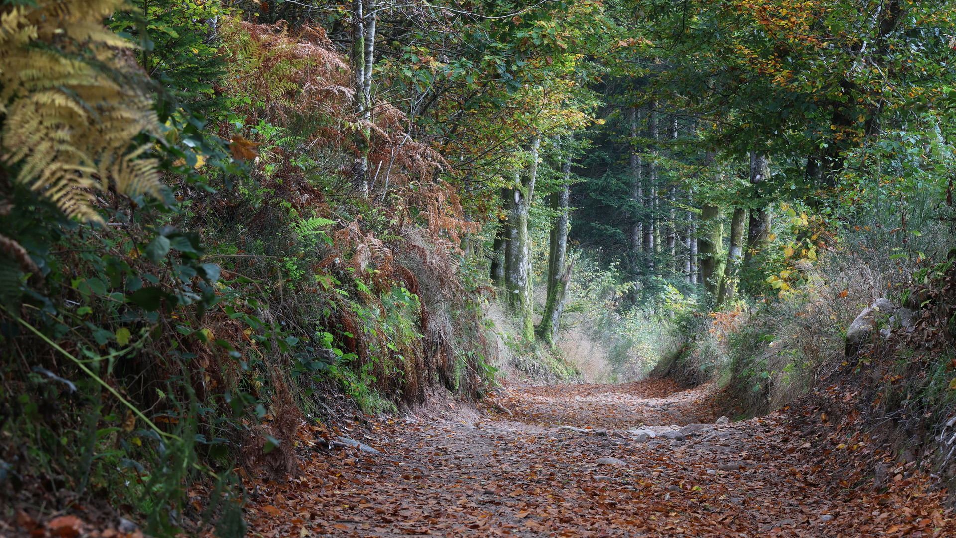 Chemin forestier