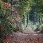 Chemin forestier