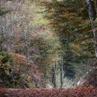 Chemin forestier