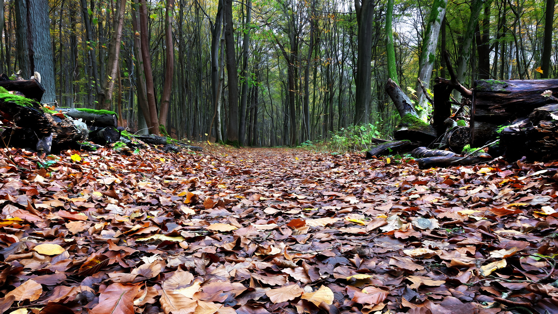 Chemin forestier