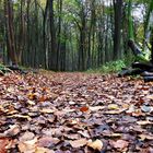 Chemin forestier