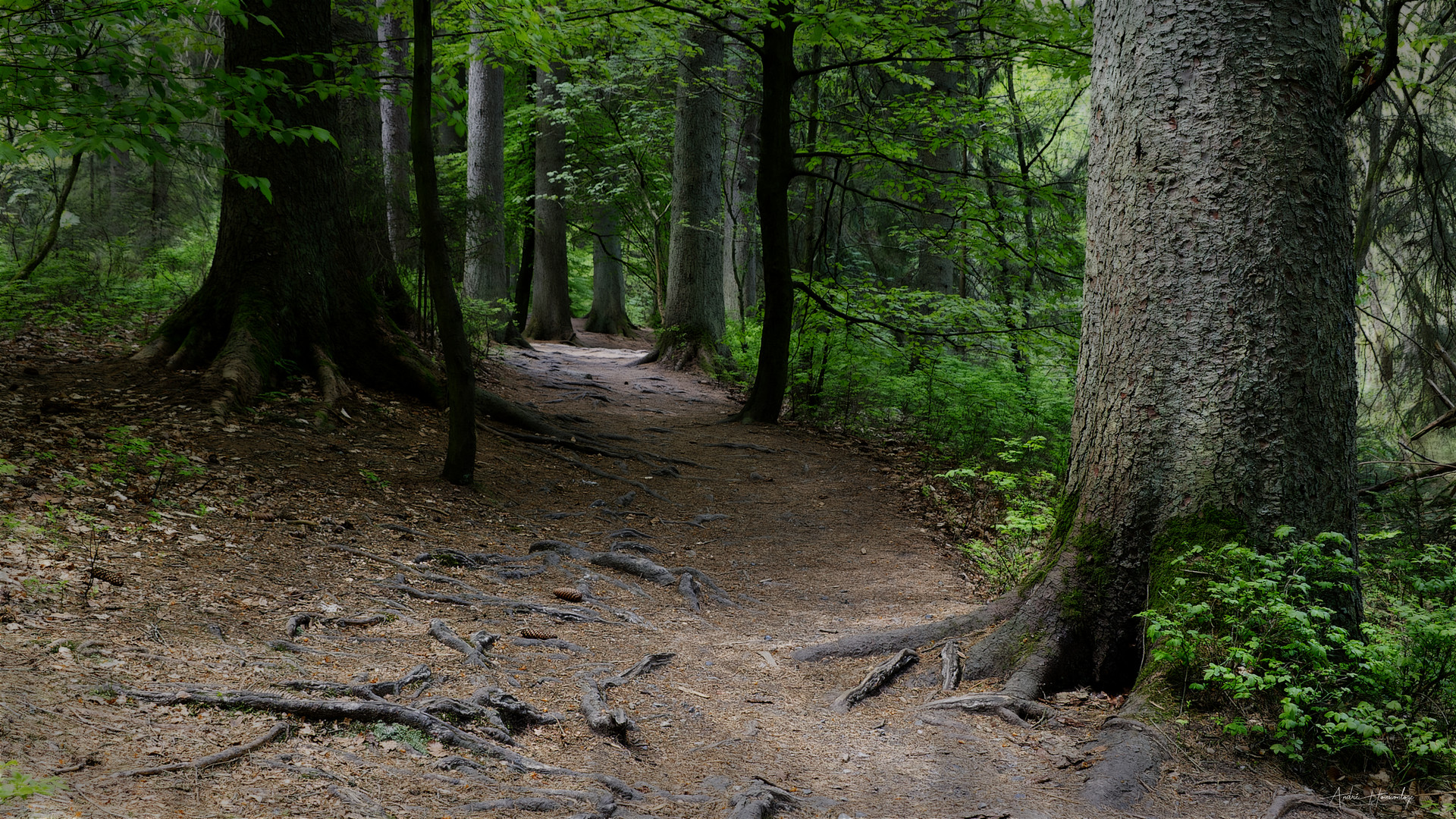 Chemin forestier