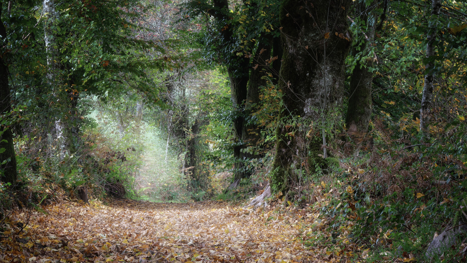 Chemin forestier